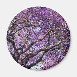 Jakarandaträd i vårblomblommor magnet