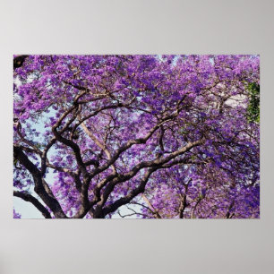 Jakarandaträd i vårblomblommor poster