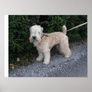 Jake på Biltmore Poster