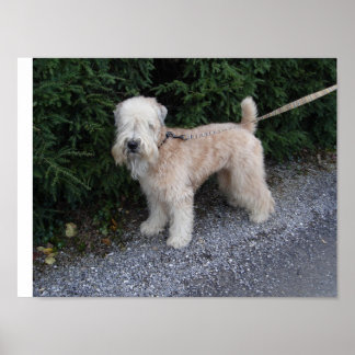 Jake på Biltmore Poster