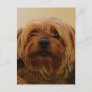 Jake The Yorkie Terrier Vykort