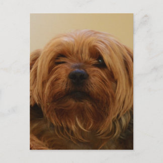 Jake The Yorkie Terrier Vykort