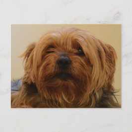 Jake The Yorkie Terrier Vykort