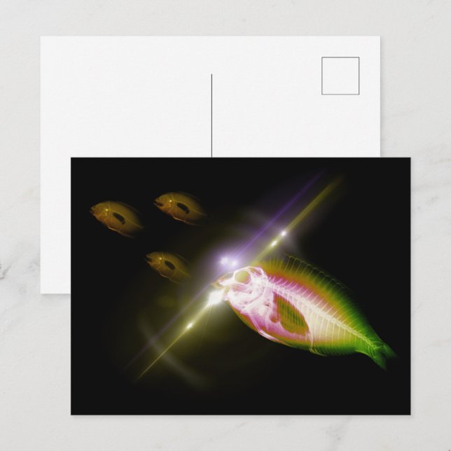 Jakt Dinner X-Ray Fish 4 Vykort (Fram/baksida)