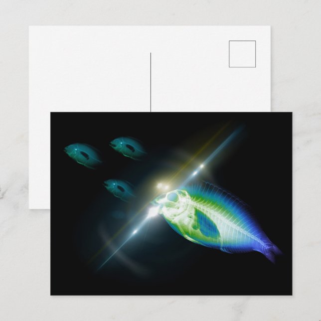 Jakt Dinner X-Ray Fish 5 Vykort (Fram/baksida)