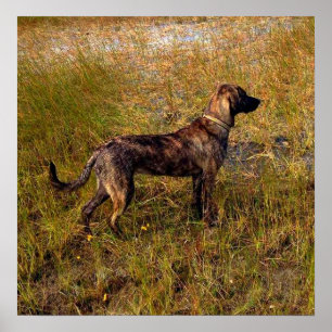 Jakt Hund i Våtmarker Affisch
