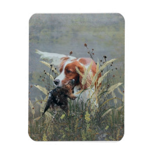 Jakt med Epagneul Breton Magnet