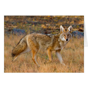 Jakt på Coyote (Canis Latrans) Hälsningskort