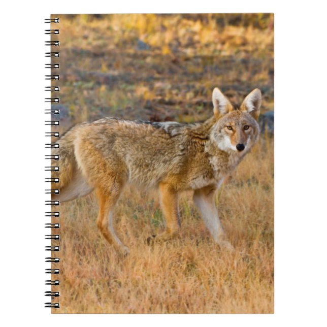 Jakt på prärievarg (Canis Latrans) Anteckningsbok Med Spiral (Framsidan)