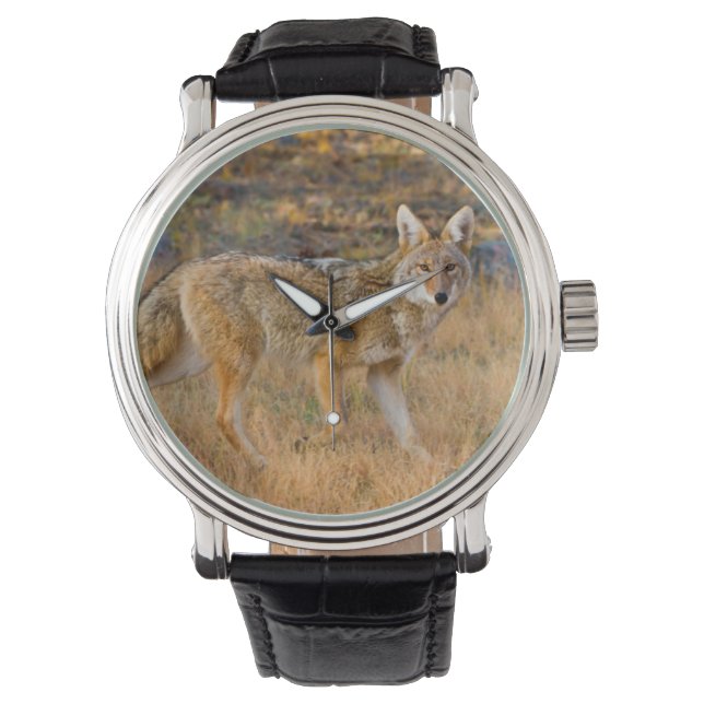 Jakt på prärievarg (Canis Latrans) Armbandsur (Framsida)