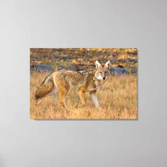 Jakt på prärievarg (Canis Latrans) Canvastryck (Framsida)