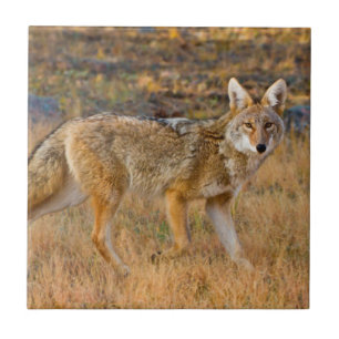 Jakt på prärievarg (Canis Latrans) Kakelplatta