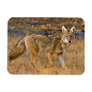 Jakt på prärievarg (Canis Latrans) Magnet