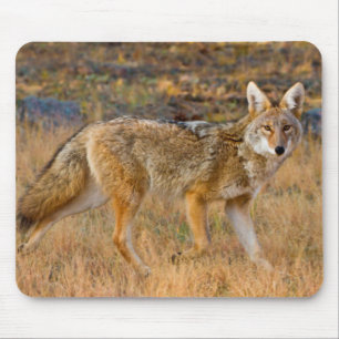 Jakt på prärievarg (Canis Latrans) Musmatta
