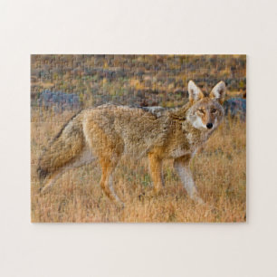 Jakt på prärievarg (Canis Latrans) Pussel