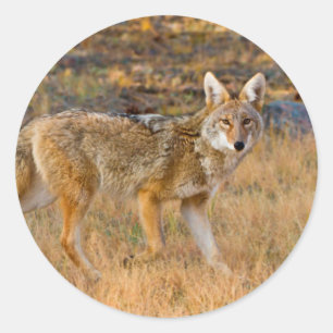 Jakt på prärievarg (Canis Latrans) Runt Klistermärke