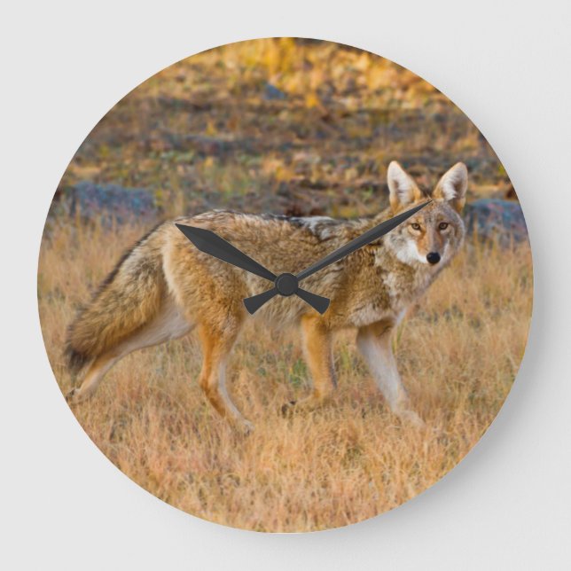 Jakt på prärievarg (Canis Latrans) Stor Klocka (Framsida)