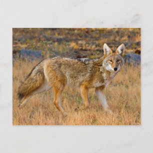 Jakt på prärievarg (Canis Latrans) Vykort
