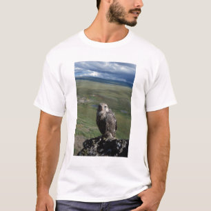 jaktfalk, Falco rusticolus, juvenil T-shirt