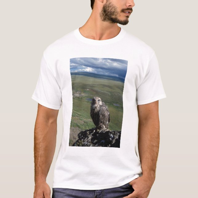 jaktfalk, Falco rusticolus, juvenil T-shirt (Framsida)