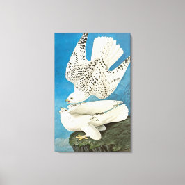 Jaktfalkar, aka Gerfalcons av John James Audubon Canvastryck