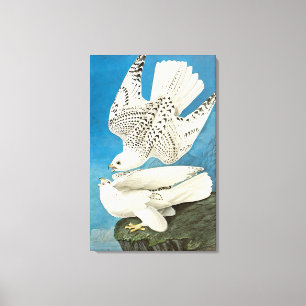 Jaktfalkar, aka Gerfalcons av John James Audubon Canvastryck