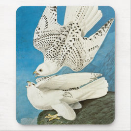 Jaktfalkar, aka Gerfalcons av John James Audubon Musmatta