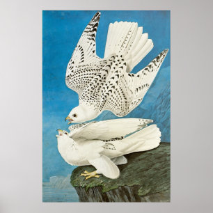 Jaktfalkar, aka Gerfalcons av John James Audubon Poster