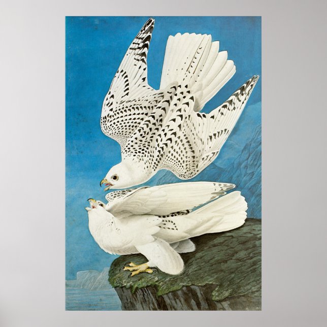Jaktfalkar, aka Gerfalcons av John James Audubon Poster (Framsidan)