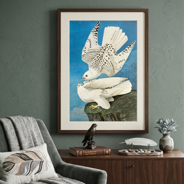 Jaktfalkar, aka Gerfalcons av John James Audubon Poster (Vintage illustration falcon birds design featuring Gyrfalcons (aka gerfalcon) by John James Audubon.)