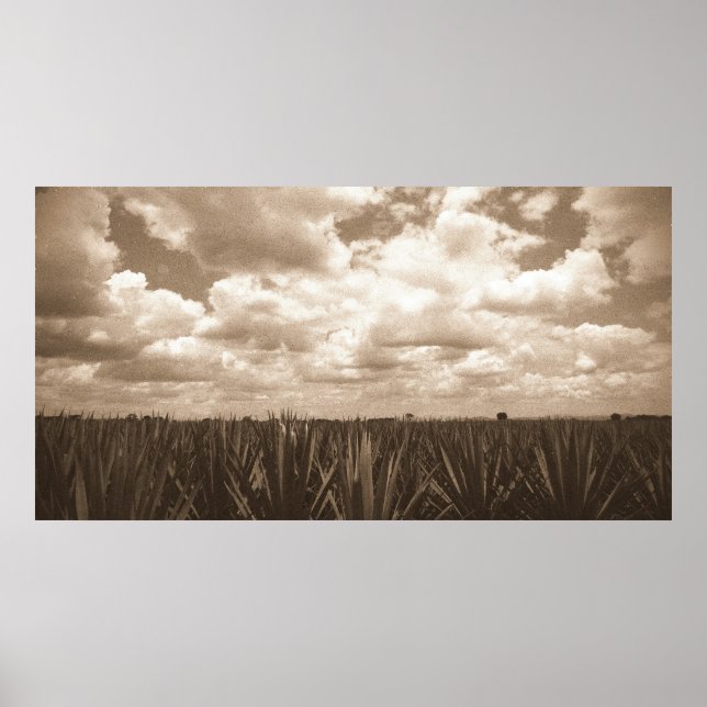 Jalisco Mexico Agave Paradise Poster (Framsidan)