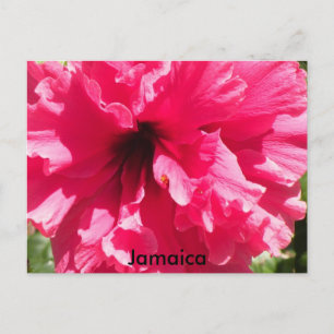 Jamaica Hibiscus vykort