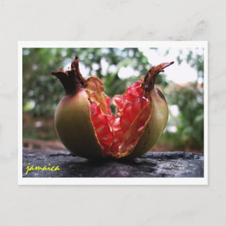 Jamaica Pomegranat Vykort