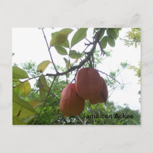 Jamaican Ackee Bild vycard Vykort