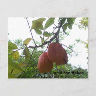 Jamaican Ackee Bild vycard Vykort