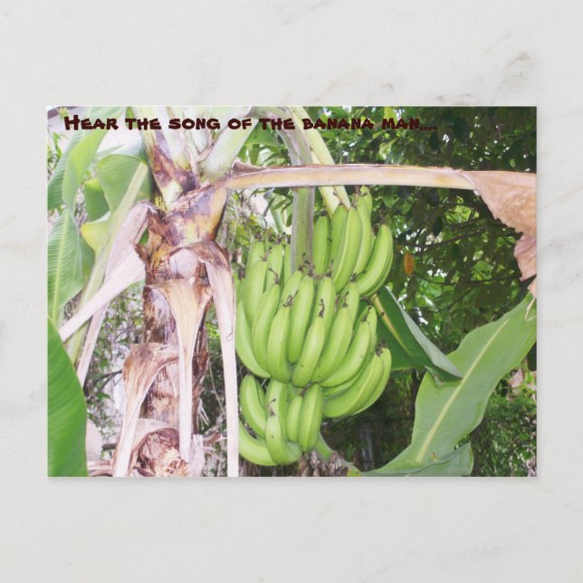 Jamaican Banana Man Postcard Vykort (Framsida)