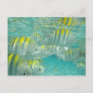 Jamaican Fish Card Vykort