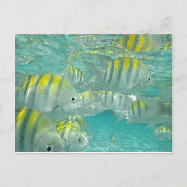 Jamaican Fish Card Vykort (Framsida)