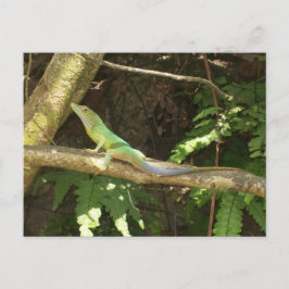 Jamaican Grönt Lizard Vykort