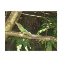 Jamaican Grönt Lizard