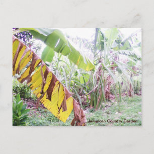 Jamaican Land Garden Vykort