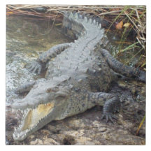 Jamaican Salt Vatten Crokodile