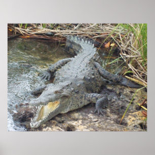 Jamaican Salt Vatten Crokodile Poster
