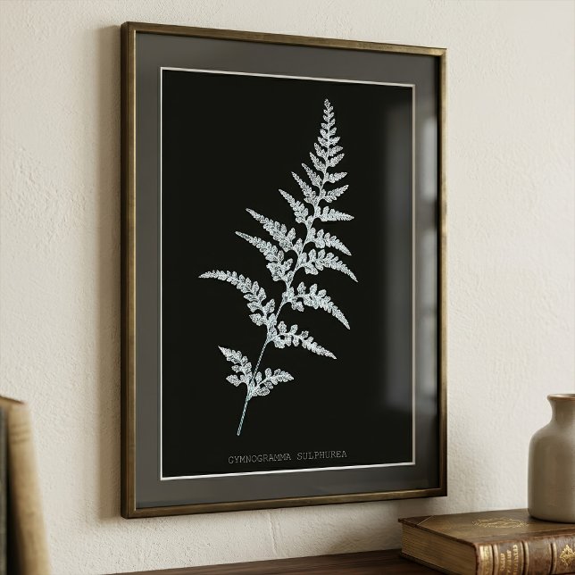 Jamaicansk guldbaksida, Gymnogramma Sulphurea Fototryck (Jamaican Goldback Fern, Gymnogramma Sulphurea. Photo Print)