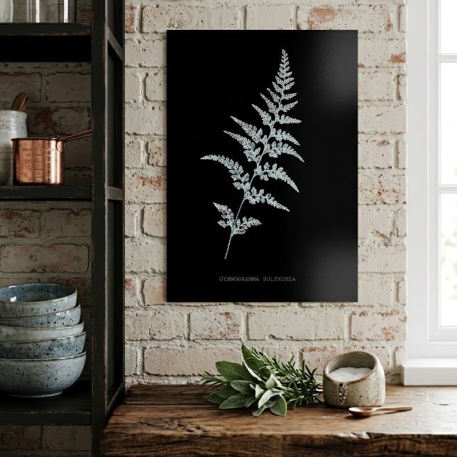 Jamaicansk guldbaksida, Gymnogramma Sulphurea Poster (Jamaican Goldback Fern, Gymnogramma Sulphurea. Poster)