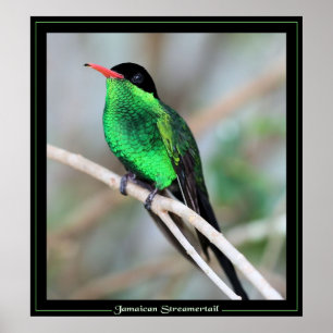 Jamaikan Streamertail Poster