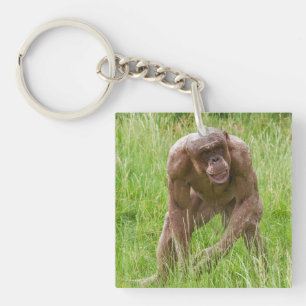 Jambo Den unika, hairless Chimp