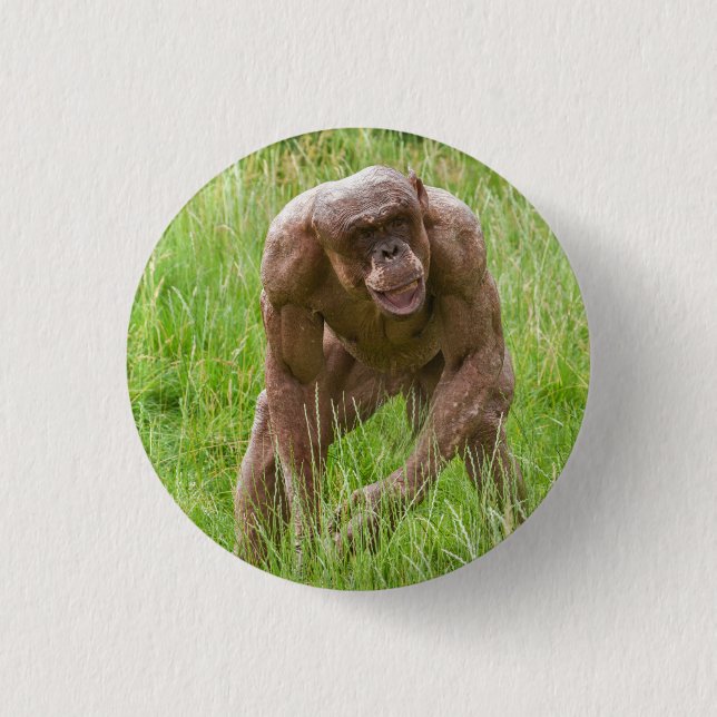 Jambo Den unika, hairless Chimp Knapp (Framsida)
