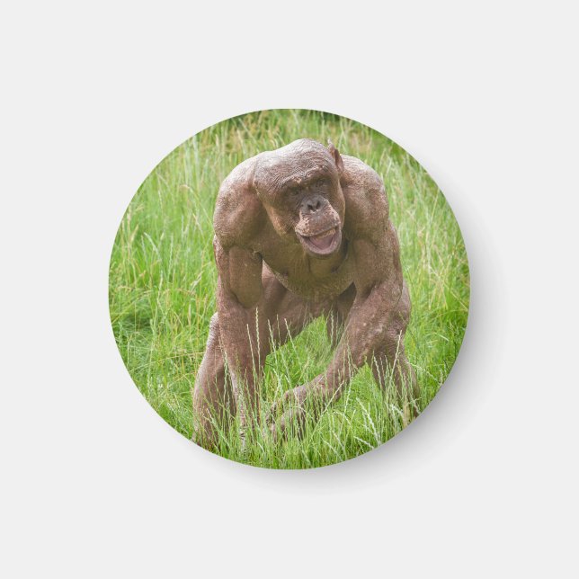 Jambo Den unika, hairless Chimp Magnet (Framsidan)