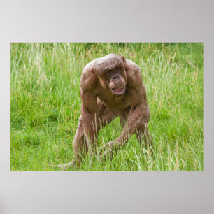 Jambo Den unika, hairless Chimp Poster
